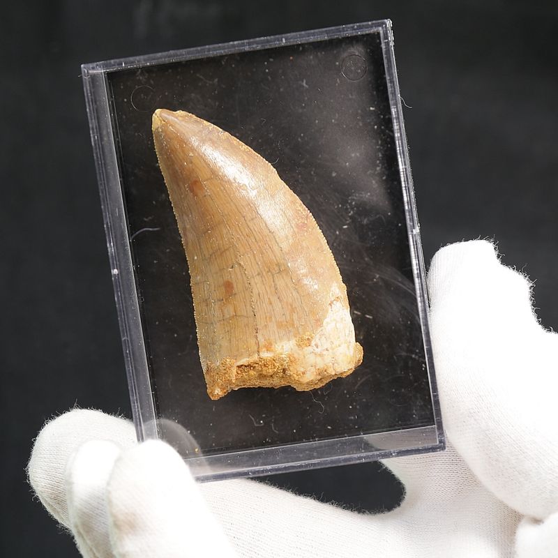 Carcharodontosaurus Tooth (5.6 cm)