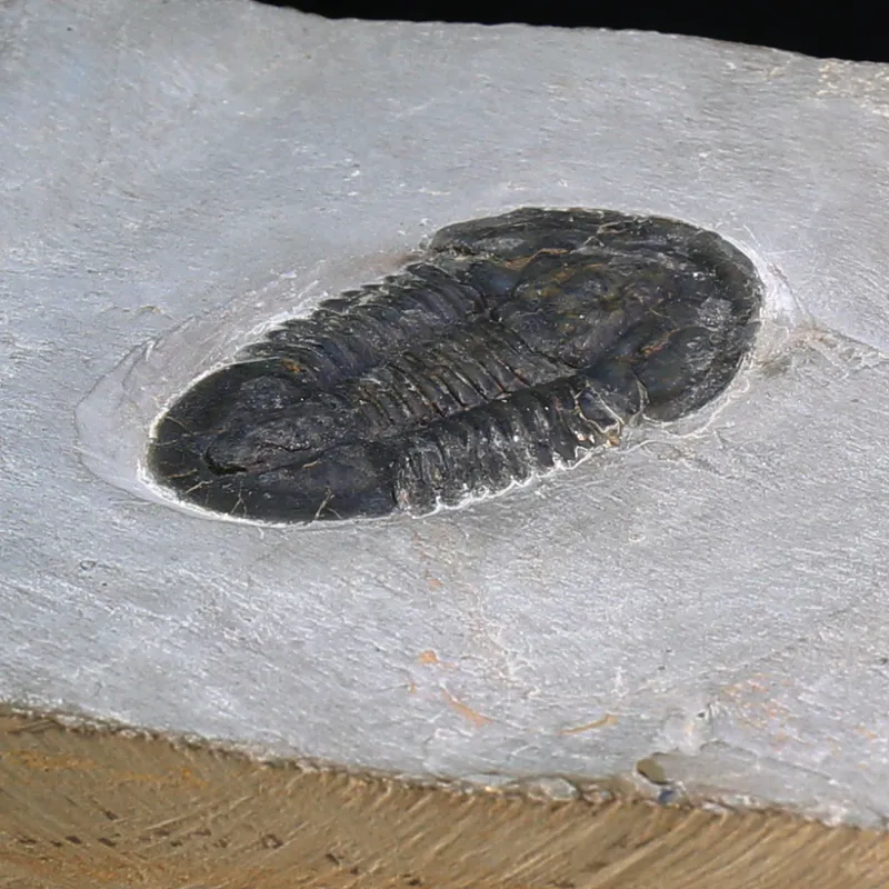  Trilobite Asaphiscus from U.S.A.