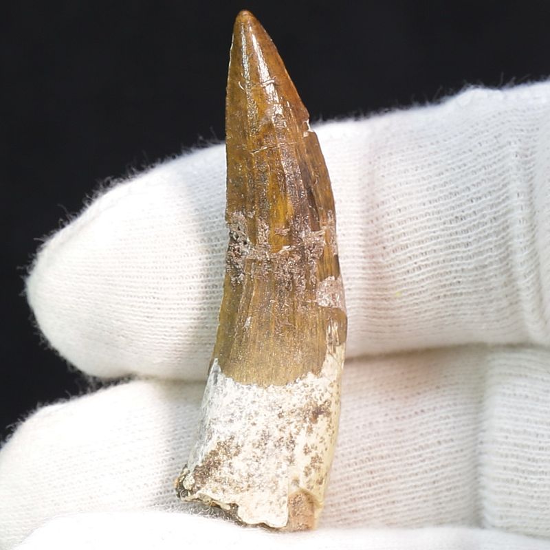 Suchomimus Tooth 