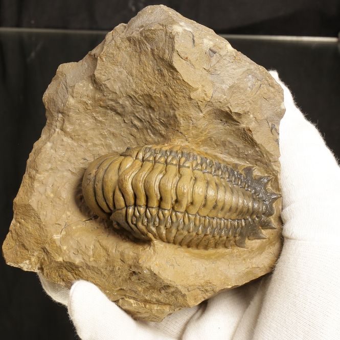 Main Image Sold! Crotalocephalina gibba Trilobite – ...