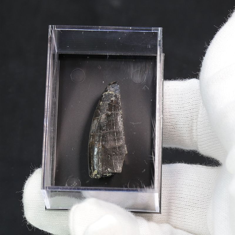 Ceratosaurs sp. Tooth