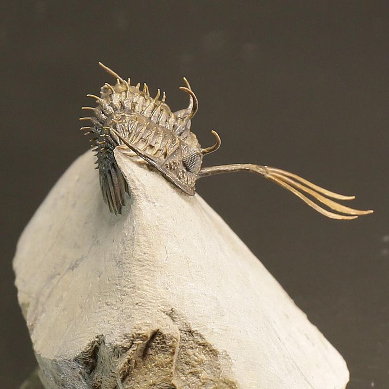 Walliserops trifurcatus Trilobite – Spiny Devonian Fossil from Morocco (8 cm)