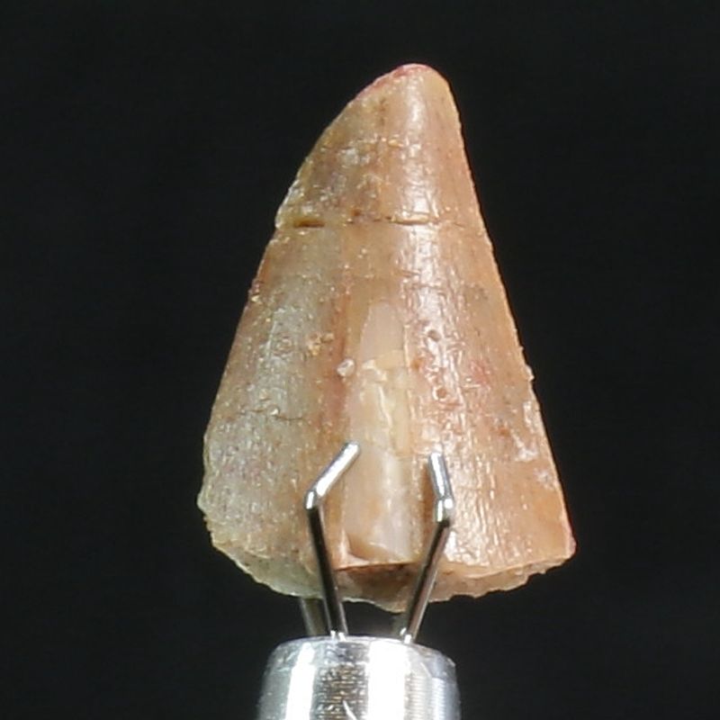 Abelisaurid Dinosaur Tooth 