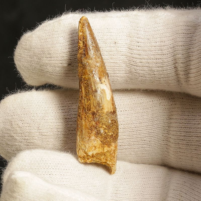 Dinosaur Teeth Spinosaurus Sp.