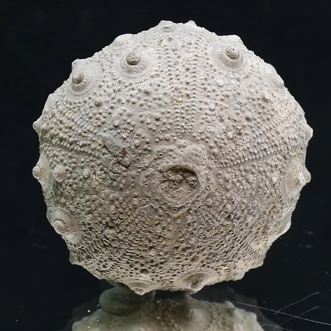 Main Image Fossil sea urchin from Morocco.