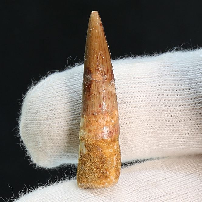 Main Image Dinosaur Teeth Spinosaurus Sp.