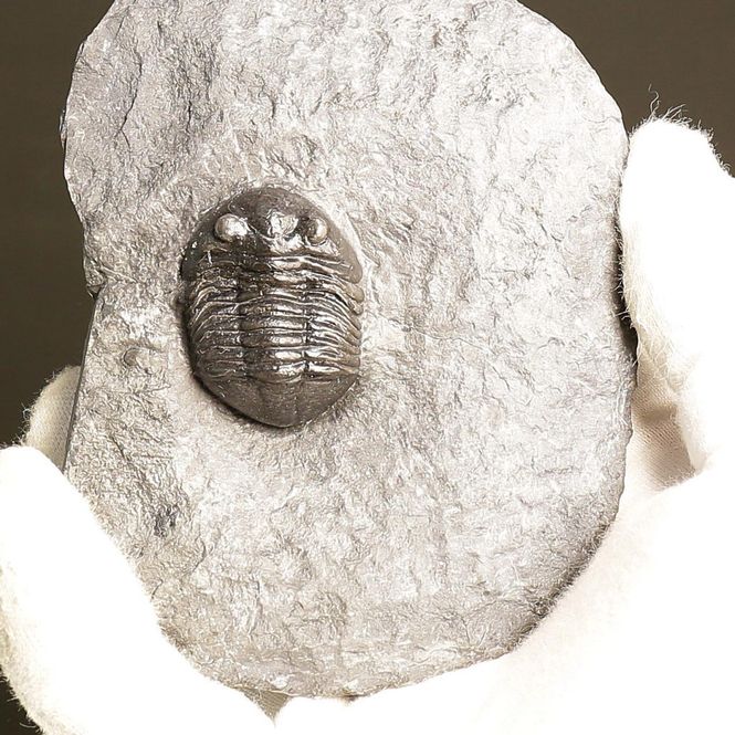 Main Image Asaphus expansus Trilobite – Lower ...