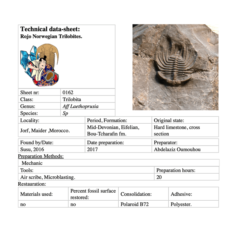 Unclassified and stremelly uncommon trilobite Laethoprusia from 