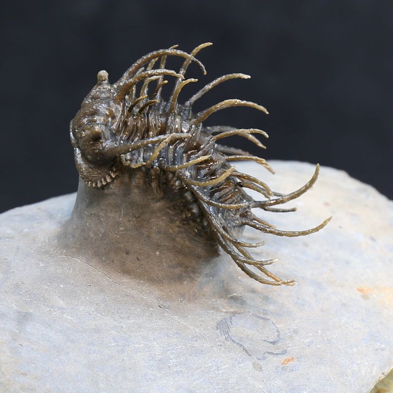 Spiny trilobite Koneprusia from Morocco.