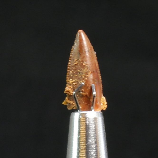 Main Image Abelisaurid Dinosaur Tooth 