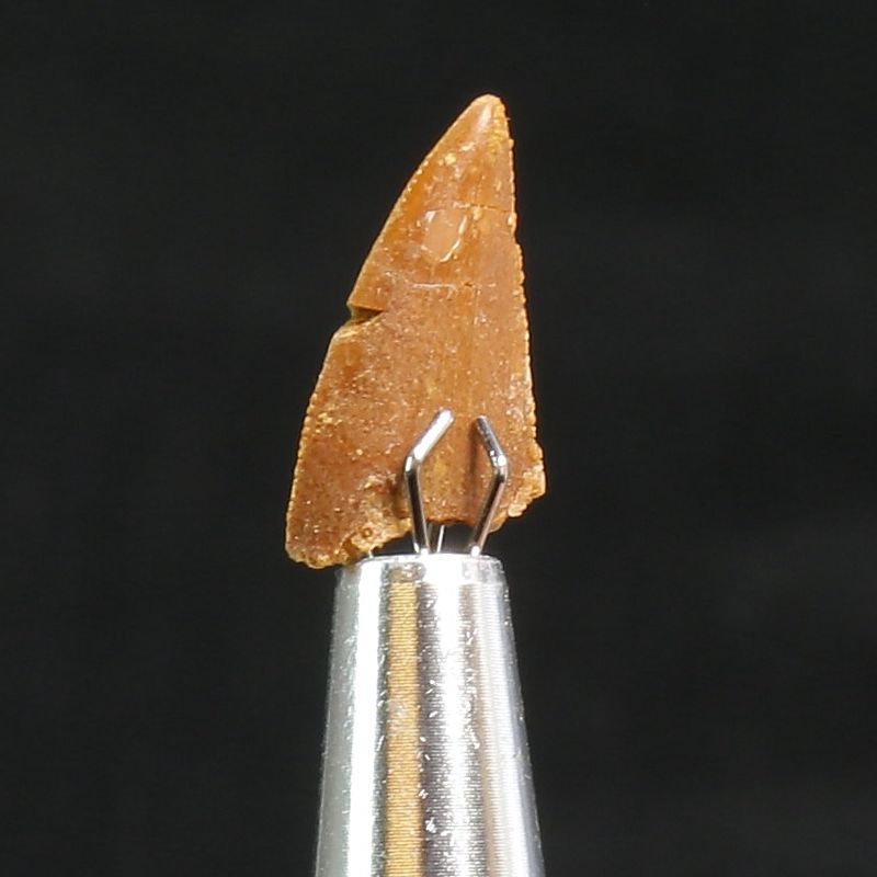 Abelisaurid Dinosaur Tooth 