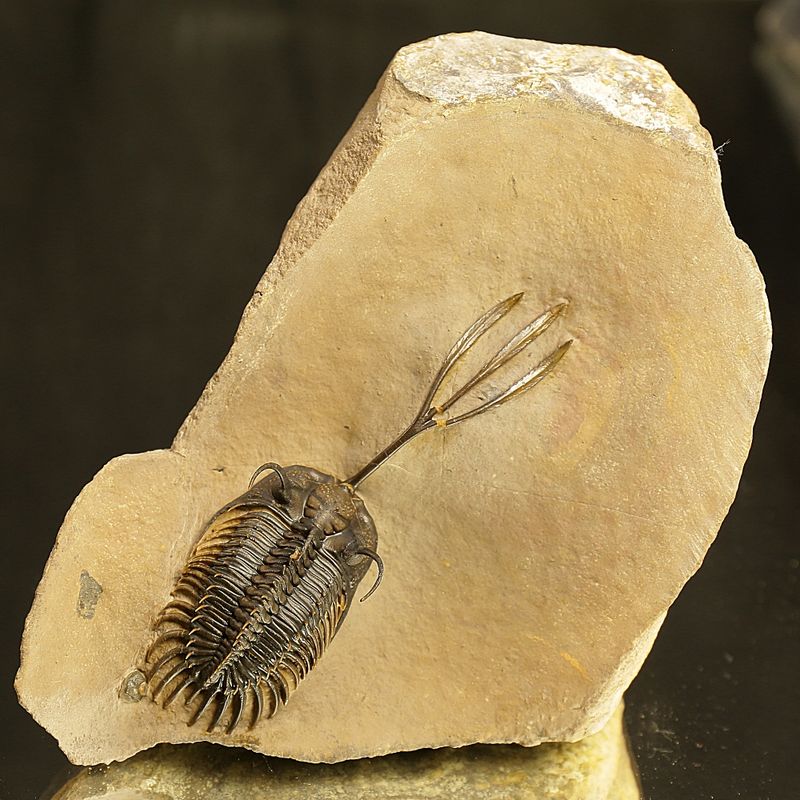 Walliserops trifurcatus Trilobite – Spiny Devonian Fossil from Morocco (8 cm)