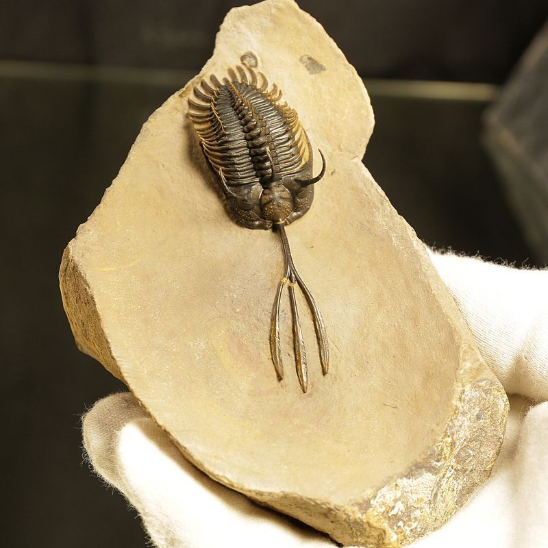 Walliserops trifurcatus Trilobite – Spiny Devonian Fossil from Morocco (8 cm)