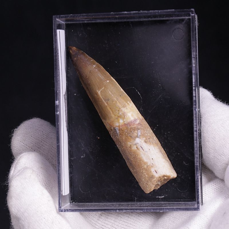 Dinosaur Teeth Spinosaurus Sp.