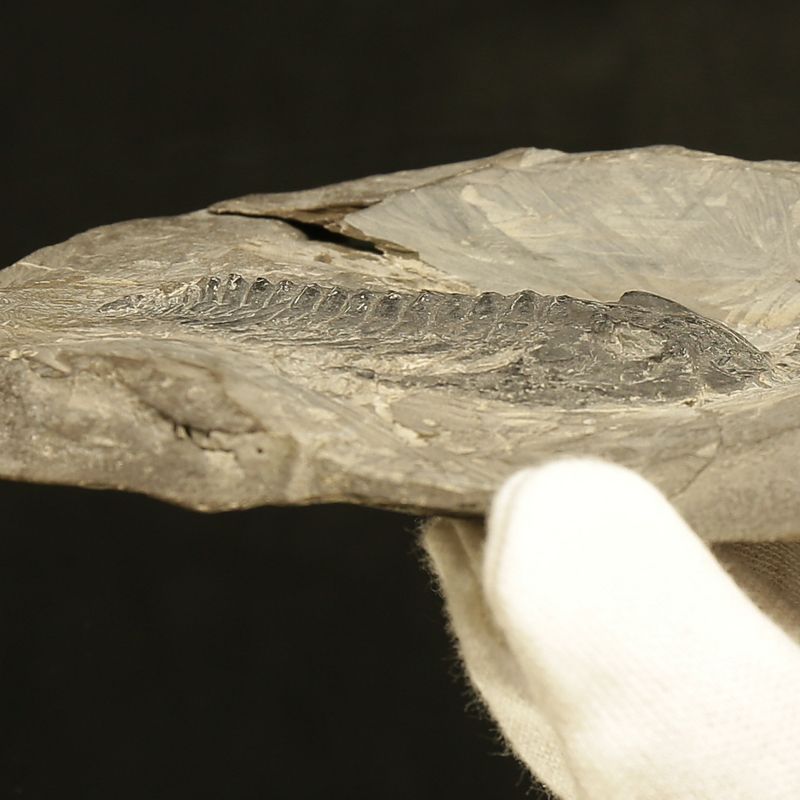  Sold, Holmia sp. Trilobite – Rare Lower Cambrian Norwegian Specimen (5.5 cm)