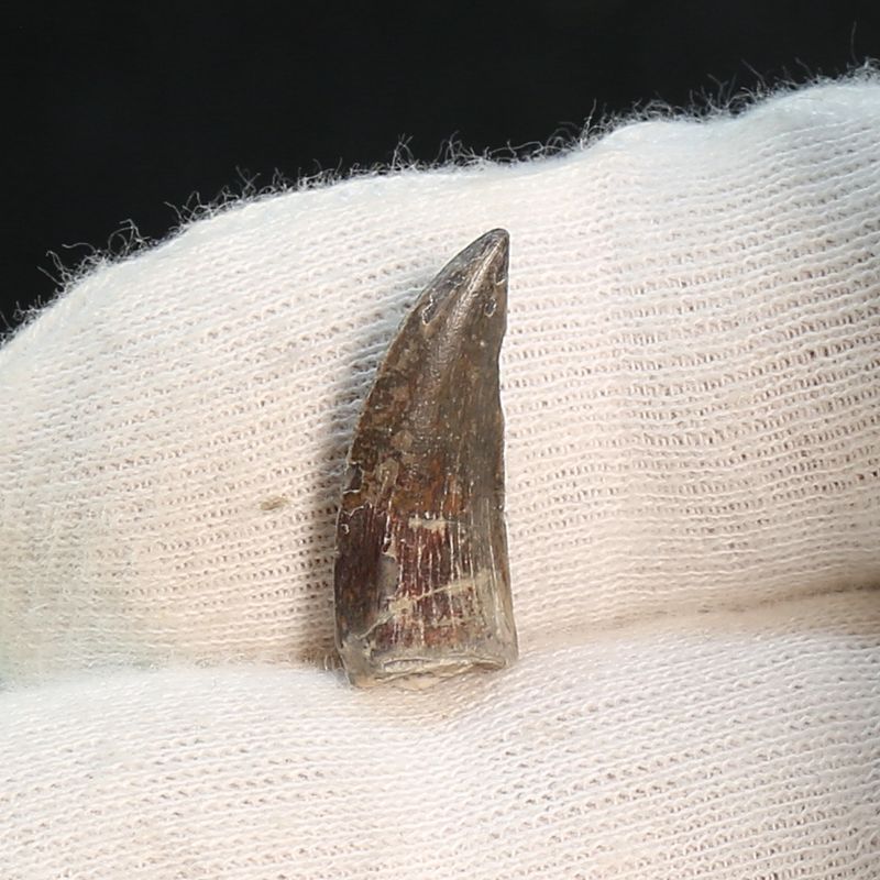 Afrovenator Tooth – Genuine, Sharp Fossil