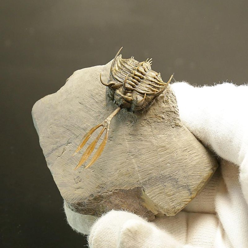 Walliserops trifurcatus Trilobite – Spiny Devonian Fossil from Morocco (8 cm)