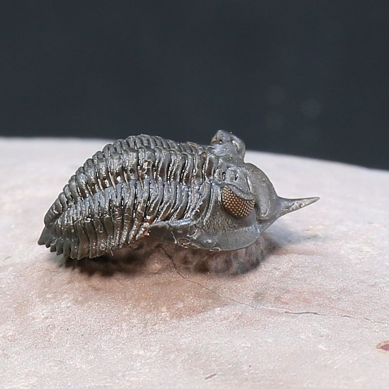 Uncommon trilobite Pseudocriphaeus minimus from Morocco.