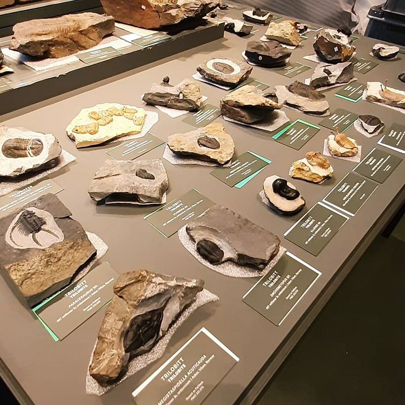 Conservation & Exhibit Preparation – Natural History Museum, Oslo