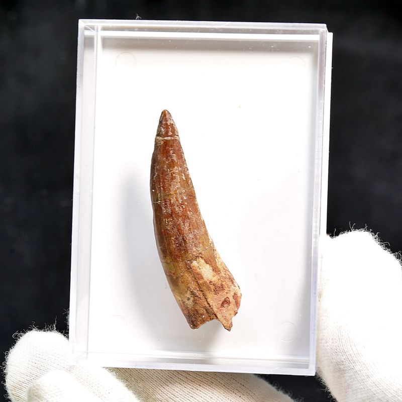 Suchomimus Tooth 