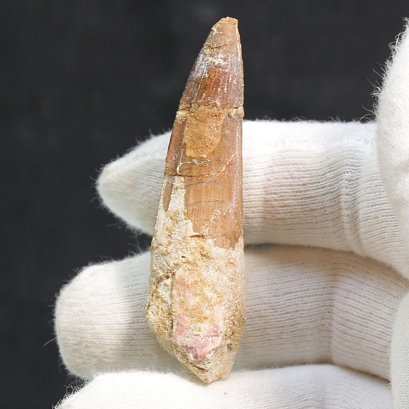 Dinosaur Teeth Spinosaurus Saharicus. 6.4 cm