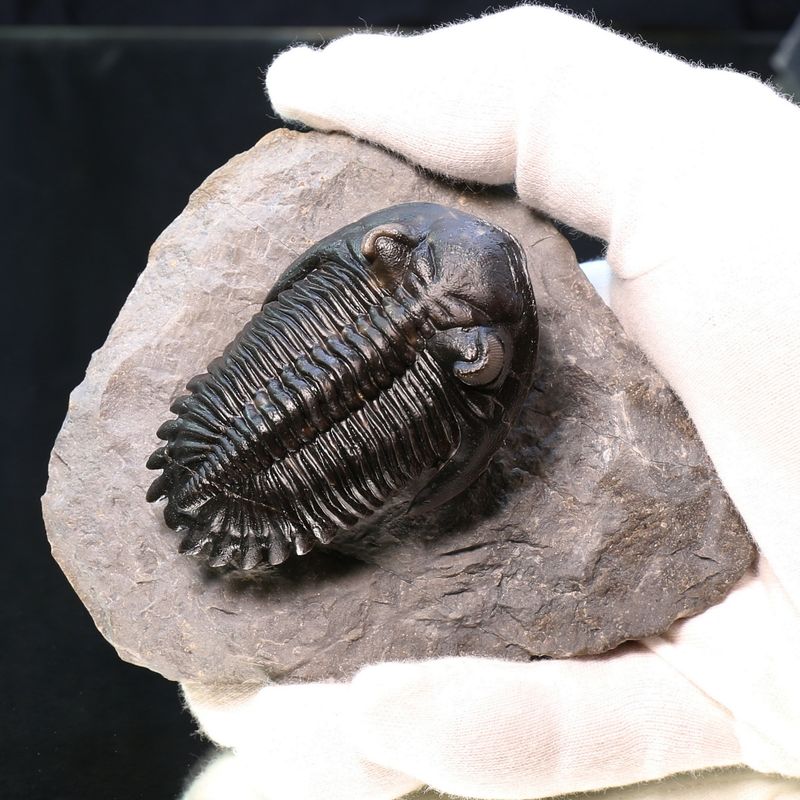 Trilobite  Hollardops from Morocco.