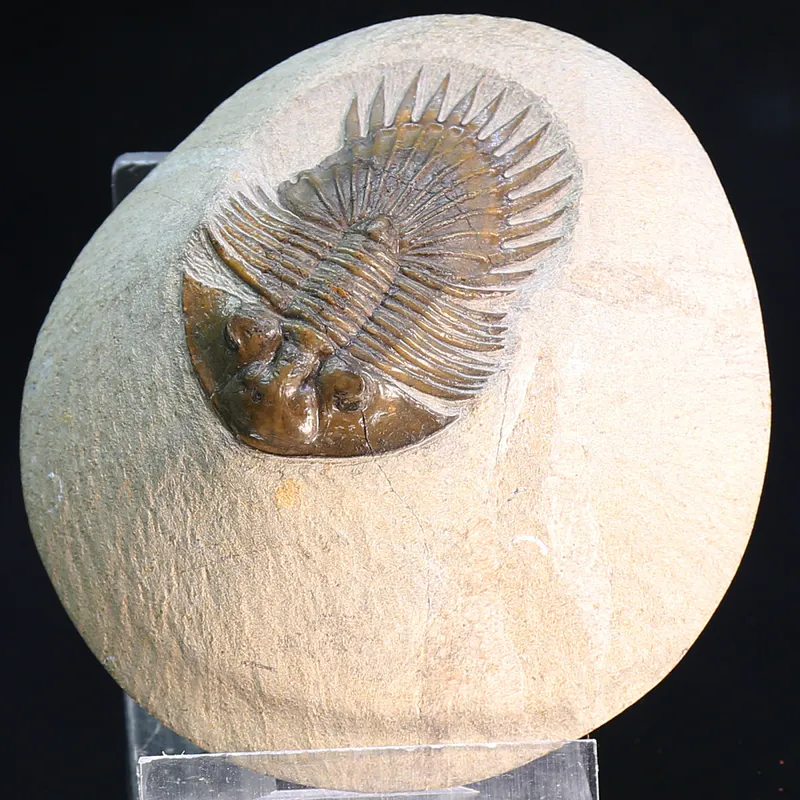 Ultra rare trilobite Tysanopeltis sp from Morocco.