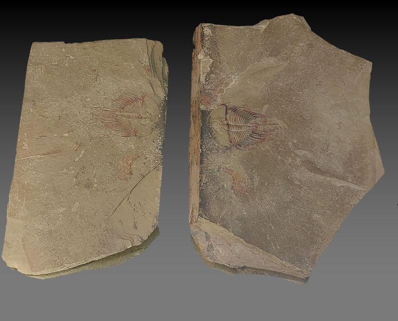 Olenellus fowleri Trilobite – Lower Cambrian, Nevada, (Ex. Ricardo Levi-Setti Collection)