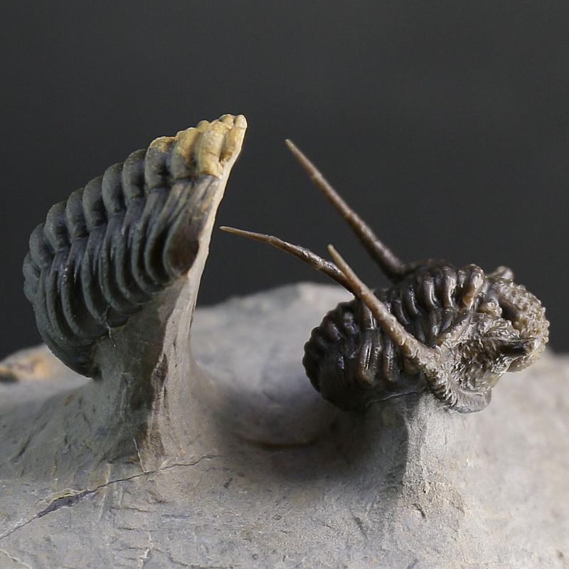 Cyphaspis Trilobite – Tiny Spiny Devonian Masterpiece