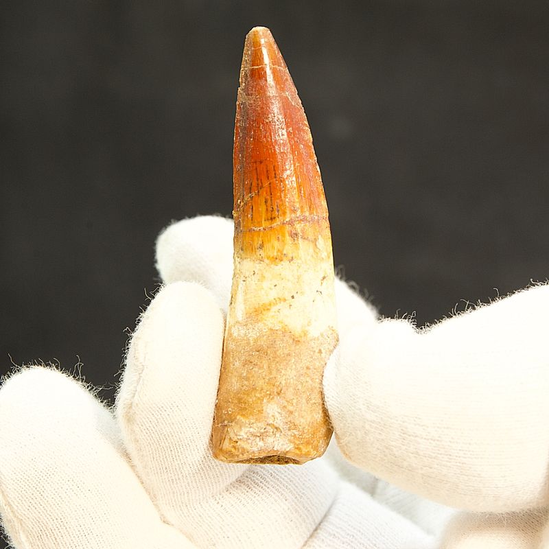 Dinosaur Teeth Spinosaurus Saharicus. 6,5 cm