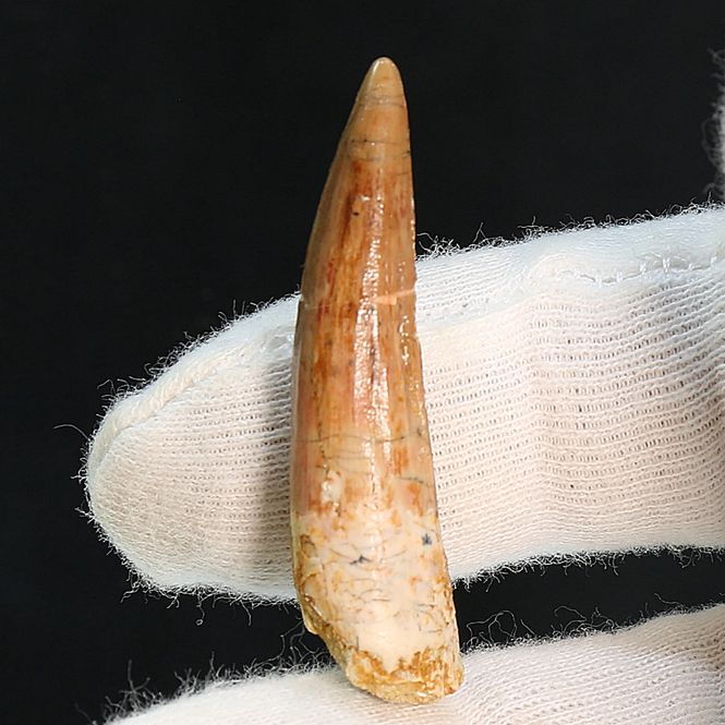 Main Image Dinosaur Teeth Spinosaurus Sp.