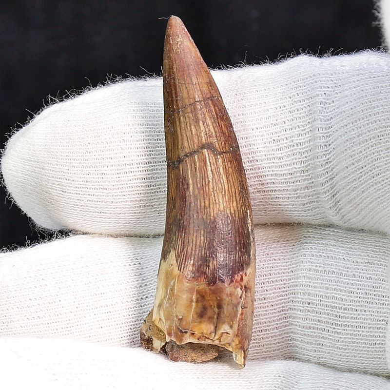 Suchomimus Tooth 