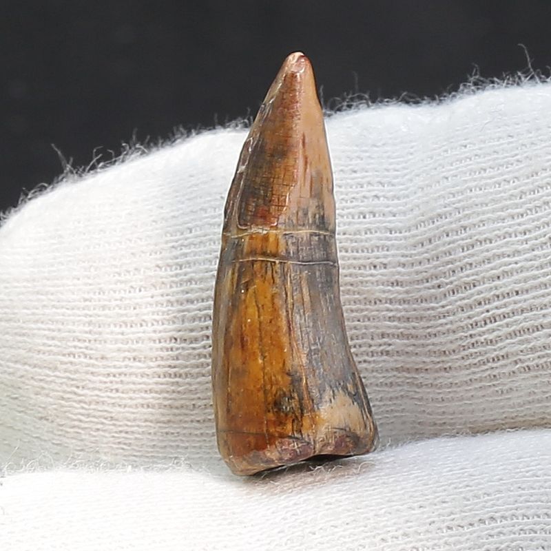 Suchomimus Tooth 