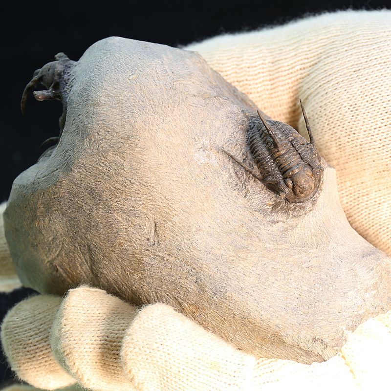 Ceratarges and Cyphaspis combo - Morocco.