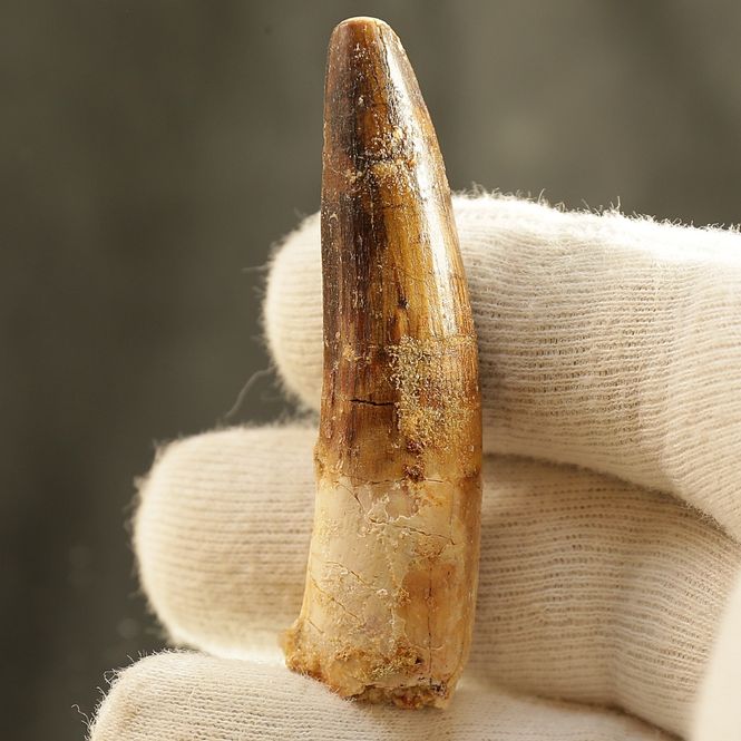 Main Image Dinosaur Teeth Spinosaurus Saharicus. 6 cm