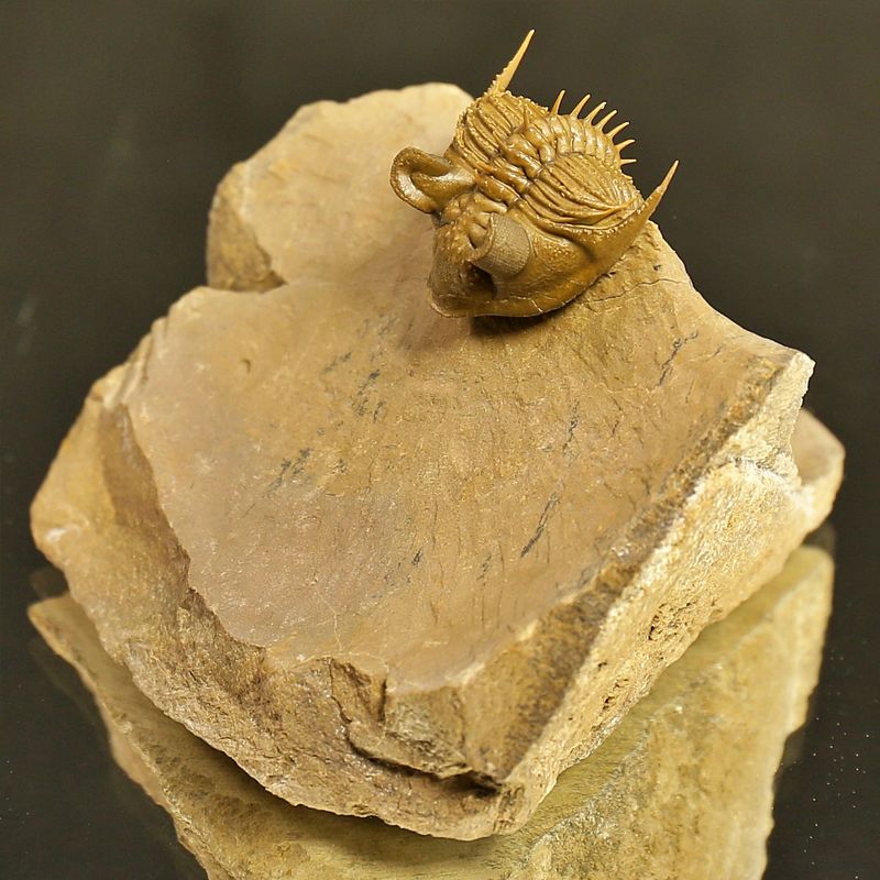 Erbenochile erbeni Trilobite – Tower-Eyed Devonian  (4 cm)