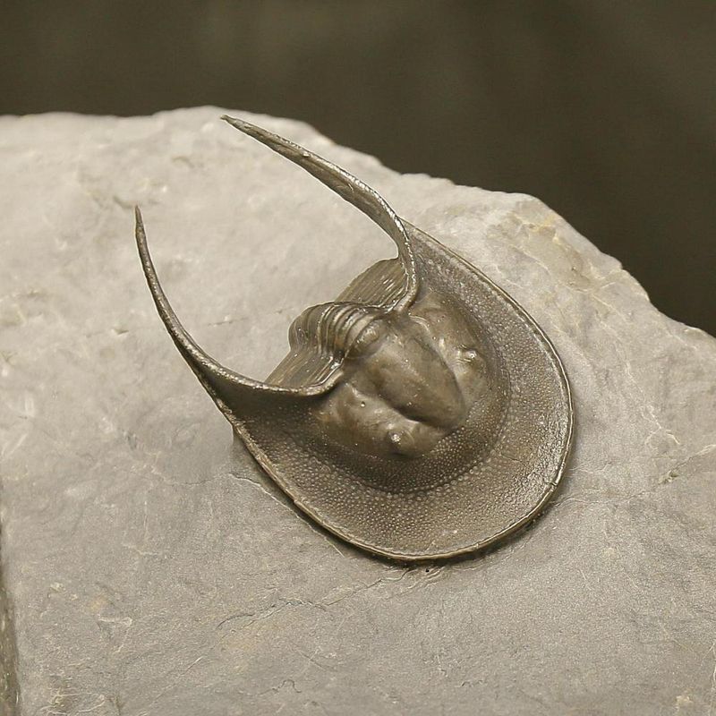 Harpes Trilobite – Finely Prepared Devonian Fossil from Jbel Oudriss (4 cm)