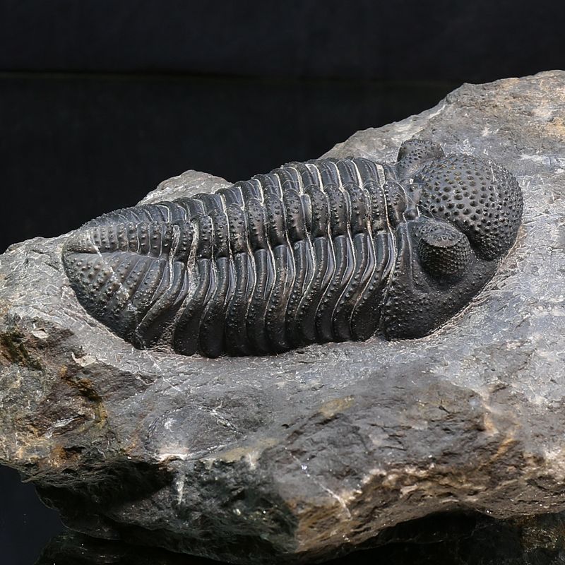 Trilobite Drotops from Morocco.