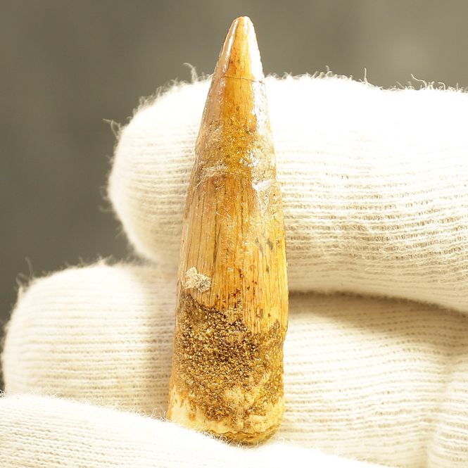 Main Image Dinosaur Teeth Spinosaurus Saharicus. 4,5 cm