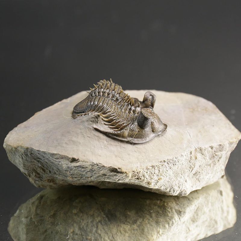  Erbenochile erbeni Trilobite ,Tower Eyed Devonian trilobite  (5 cm)