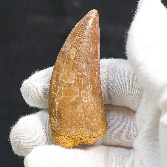 Main Image Carcharodontosaurus Tooth  (7 cm)