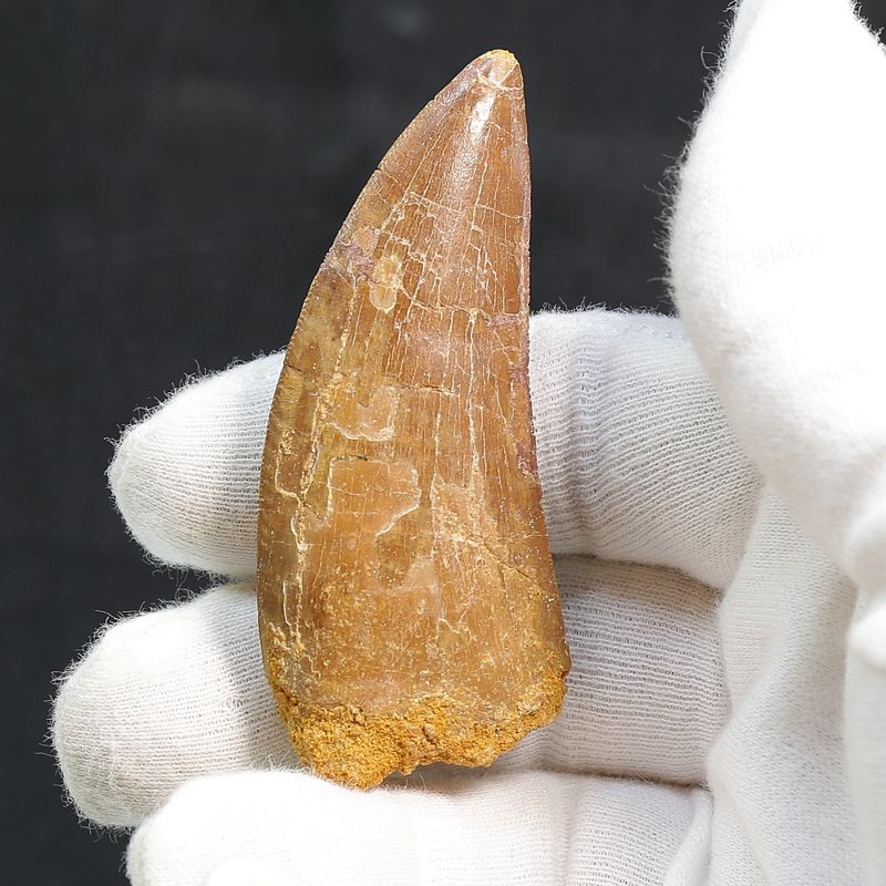 Carcharodontosaurus Tooth  (7 cm)