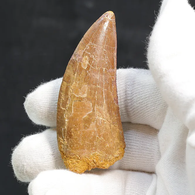 Main Image Carcharodontosaurus Tooth (7 cm) – Giant ...
