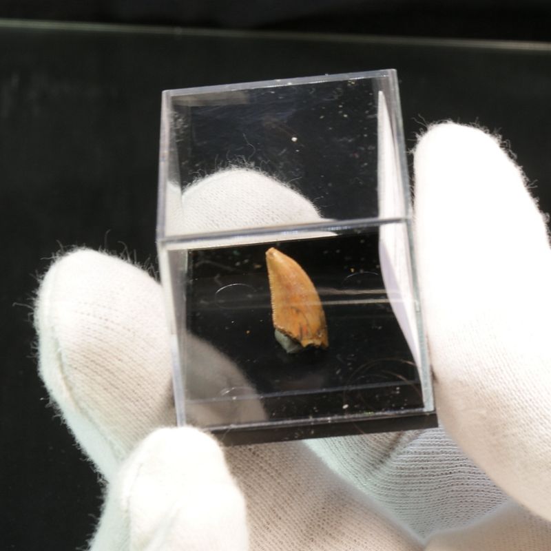 Abelisaurid Dinosaur Tooth 