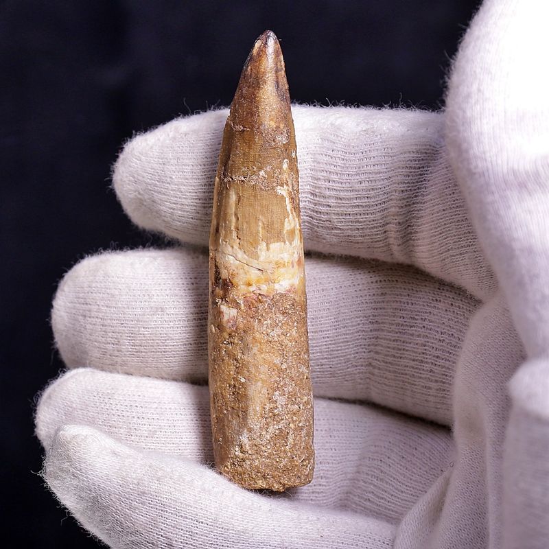 Dinosaur Teeth Spinosaurus Sp.