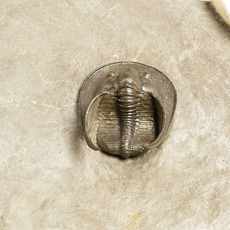  Sold! Harpes Trilobite – Finely Prepared Devonian Fossil from Jbel Oudriss (4.7 cm)