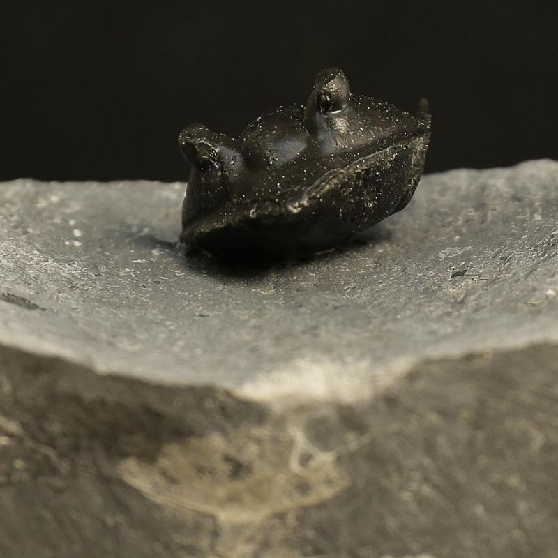 Enrrolled Megistaspis elongata Trilobite