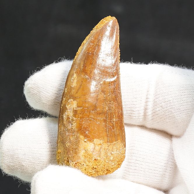 Main Image Carcharodontosaurus  frontal Tooth (6 cm)