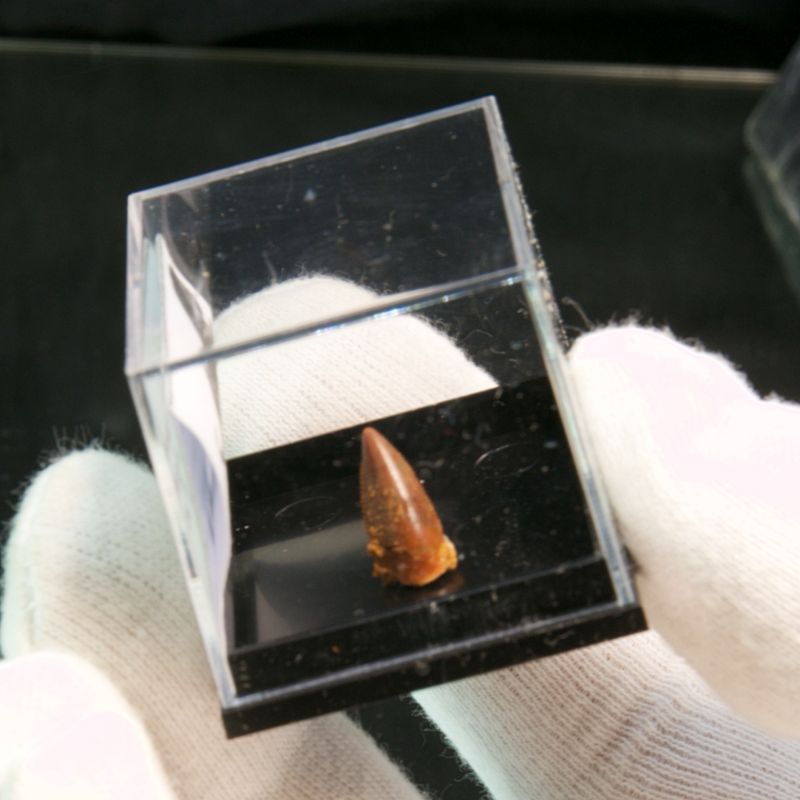 Abelisaurid Dinosaur Tooth 