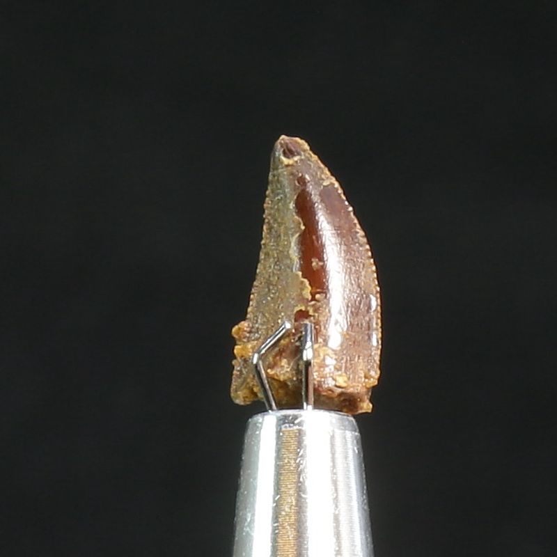 Abelisaurid Dinosaur Tooth 
